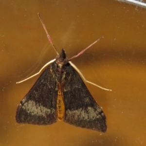 Uresiphita ornithopteralis at Macarthur, ACT - 25 Jan 2021 09:58 AM