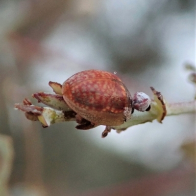 Paropsisterna decolorata (A Eucalyptus leaf beetle) at Cook, ACT - 23 Jan 2021 by CathB