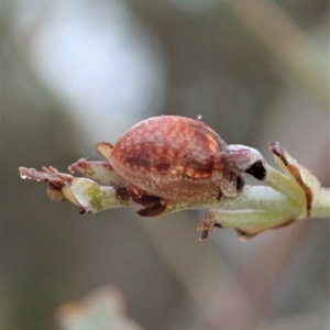 Paropsisterna decolorata at Cook, ACT - 24 Jan 2021 06:42 AM