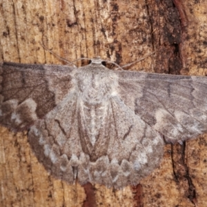 Crypsiphona ocultaria at Melba, ACT - 19 Jan 2021