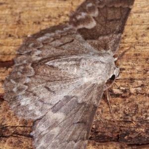 Crypsiphona ocultaria at Melba, ACT - 19 Jan 2021