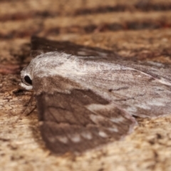 Crypsiphona ocultaria at Melba, ACT - 19 Jan 2021