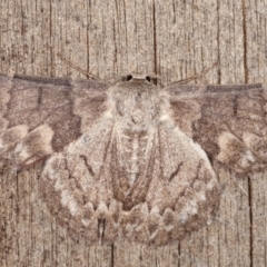 Crypsiphona ocultaria at Melba, ACT - 19 Jan 2021