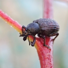 Rhinaria sp. (genus) (Unidentified Rhinaria weevil) at Holt, ACT - 24 Jan 2021 by CathB