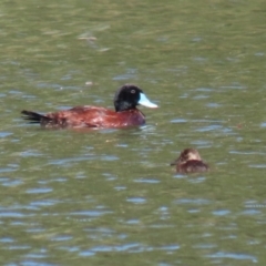 Oxyura australis (Blue-billed Duck) at Isabella Plains, ACT - 25 Jan 2021 by RodDeb