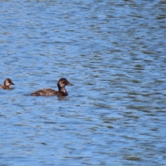 Oxyura australis at Isabella Plains, ACT - 25 Jan 2021