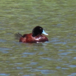 Oxyura australis at Isabella Plains, ACT - 25 Jan 2021