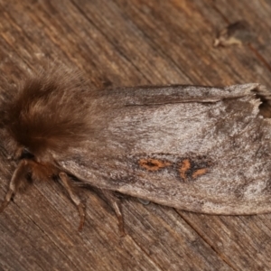 Leptocneria reducta at Melba, ACT - 15 Jan 2021