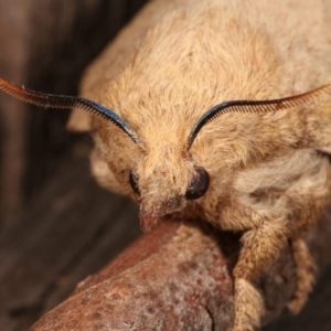 Entometa apicalis at Melba, ACT - 15 Jan 2021