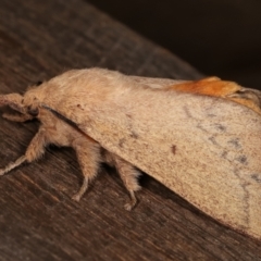 Entometa apicalis at Melba, ACT - 15 Jan 2021 01:10 AM