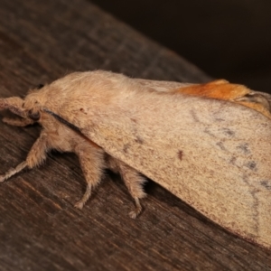 Entometa apicalis at Melba, ACT - 15 Jan 2021