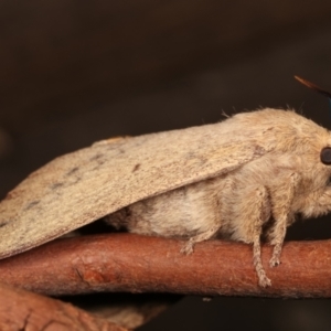 Entometa apicalis at Melba, ACT - 15 Jan 2021