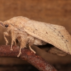 Entometa apicalis at Melba, ACT - 15 Jan 2021