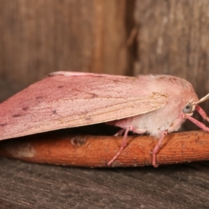 Arhodia lasiocamparia at Melba, ACT - 15 Jan 2021 12:47 AM