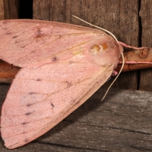 Arhodia lasiocamparia at Melba, ACT - 15 Jan 2021