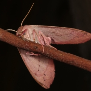 Arhodia lasiocamparia at Melba, ACT - 15 Jan 2021 12:47 AM