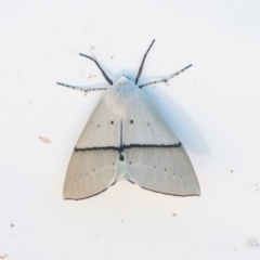 Gastrophora henricaria (Fallen-bark Looper, Beautiful Leaf Moth) at Macarthur, ACT - 19 Jan 2021 by ChrisBlunt