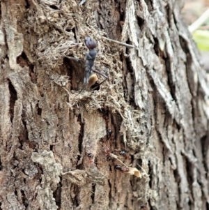 Camponotus suffusus at Cook, ACT - 24 Jan 2021