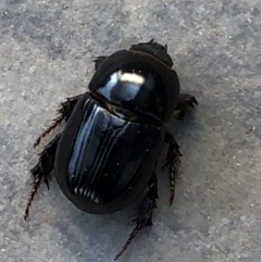 Heteronychus arator (African black beetle) at Reid, ACT - 10 Sep 2018 by AndyRussell