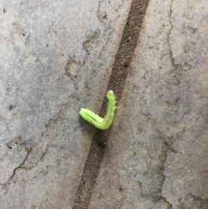 Pieris rapae at Reid, ACT - 19 Jan 2021