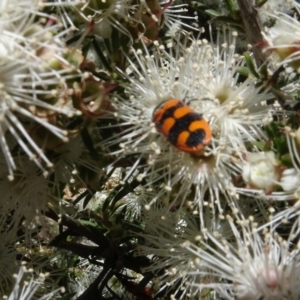 Castiarina crenata at Googong, NSW - 9 Dec 2020 12:16 PM