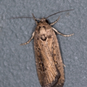 Athetis tenuis at Melba, ACT - 2 Jan 2021 10:57 PM