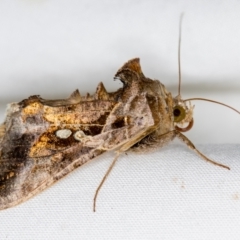 Chrysodeixis eriosoma (Green Looper) at Melba, ACT - 2 Jan 2021 by Bron