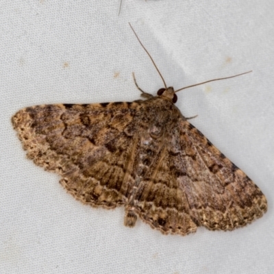 Diatenes aglossoides (An Erebid Moth) at Melba, ACT - 2 Jan 2021 by Bron