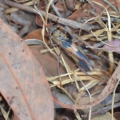 Epithora dorsalis (Longicorn Beetle) at Wamboin, NSW - 24 Jan 2021 by natureguy