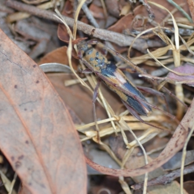 Epithora dorsalis (Longicorn Beetle) at Wamboin, NSW - 24 Jan 2021 by natureguy
