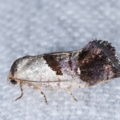 Eupselia holoxantha (Hypertrophidae) at Melba, ACT - 15 Jan 2021 by kasiaaus