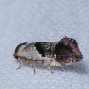 Eupselia holoxantha at Melba, ACT - 15 Jan 2021