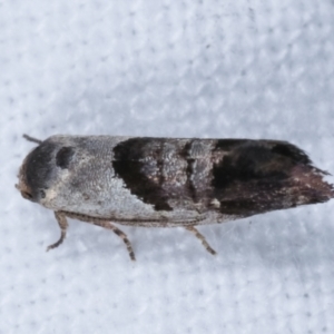 Eupselia holoxantha at Melba, ACT - 15 Jan 2021