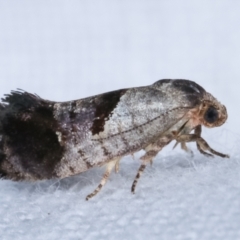 Eupselia holoxantha at Melba, ACT - 15 Jan 2021