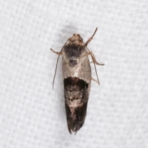 Eupselia holoxantha at Melba, ACT - 15 Jan 2021