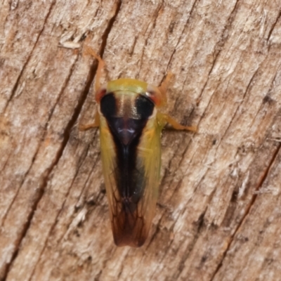 Unverified Leafhopper or planthopper (Hemiptera, several families) at Melba, ACT - 15 Jan 2021 by kasiaaus