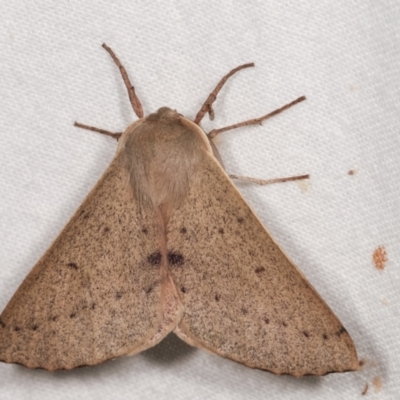 Arhodia lasiocamparia (Pink Arhodia (Oenochrominae)) at Melba, ACT - 15 Jan 2021 by kasiaaus