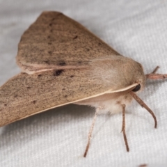 Arhodia lasiocamparia at Melba, ACT - 15 Jan 2021 01:09 AM