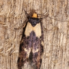 Palimmeces leucopelta (A concealer moth) at Melba, ACT - 15 Jan 2021 by kasiaaus