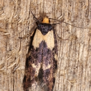 Palimmeces leucopelta at Melba, ACT - 16 Jan 2021