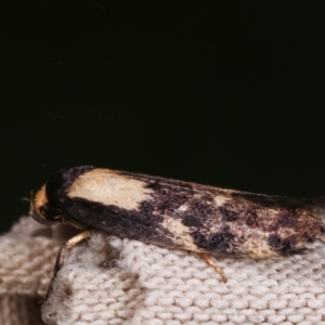 Palimmeces leucopelta at Melba, ACT - 16 Jan 2021