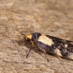 Palimmeces leucopelta at Melba, ACT - 16 Jan 2021