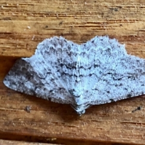 Psilosticha absorpta at Aranda, ACT - 25 Jan 2021