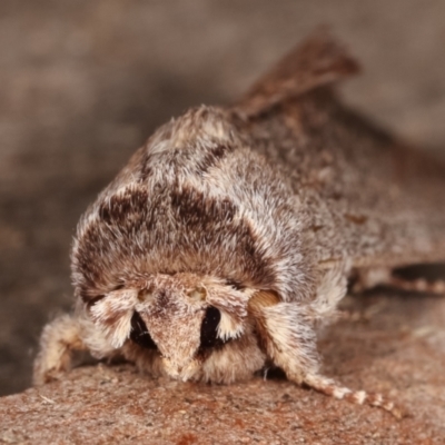 Destolmia lineata (Streaked Notodontid Moth) at Melba, ACT - 16 Jan 2021 by kasiaaus