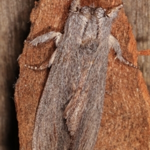 Destolmia lineata at Melba, ACT - 16 Jan 2021 09:17 AM