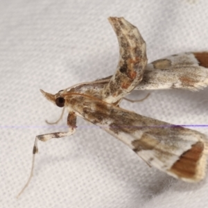 Sceliodes cordalis at Melba, ACT - 16 Jan 2021