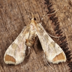 Sceliodes cordalis at Melba, ACT - 16 Jan 2021