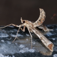 Sceliodes cordalis at Melba, ACT - 16 Jan 2021