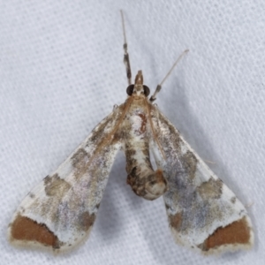 Sceliodes cordalis at Melba, ACT - 16 Jan 2021