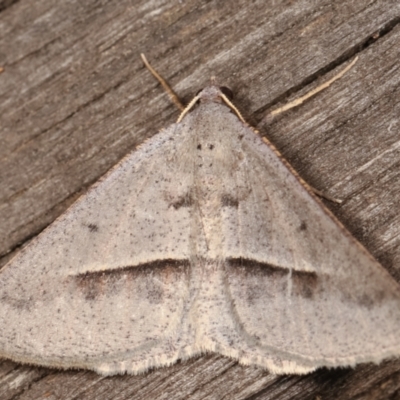 Isturgia penthearia (Delta Geometrid) at Melba, ACT - 17 Jan 2021 by kasiaaus